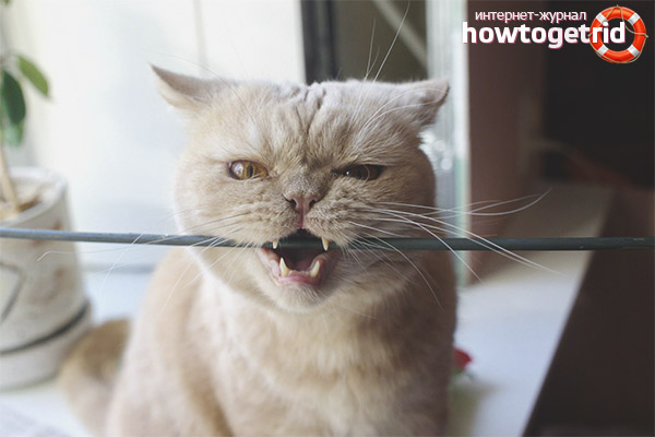 Wie man eine Katze entwöhnt oder Katzenknabberdrähte