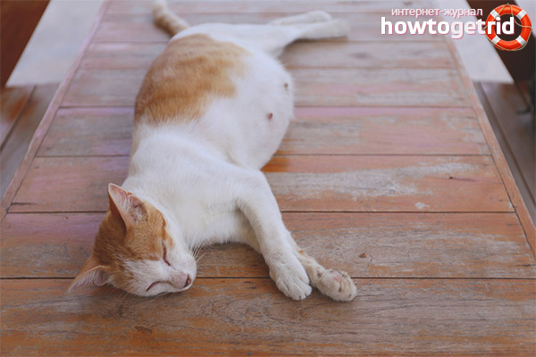 Wie man versteht, dass eine Katze bald gebären wird