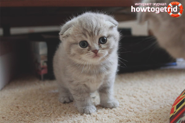 Comment prendre soin des chatons Scottish Fold
