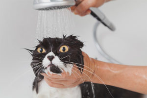 When can a cat be washed after castration?