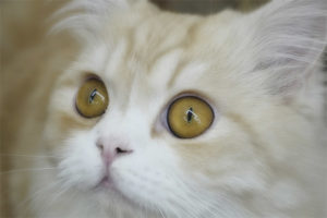 Conjunctivitis in cats