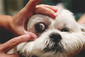 Conjunctivitis in dogs