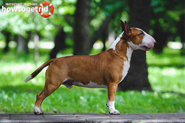 Miniature bull terrier