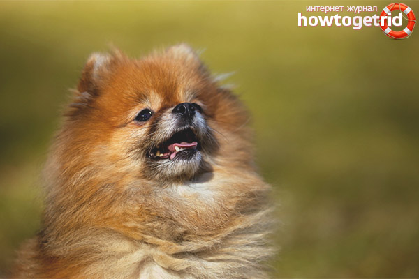 Cons breed Pomeranian