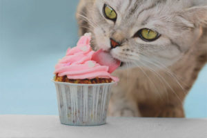 Is it possible for cats to give sweets