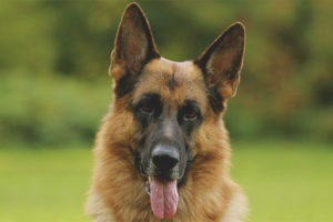 German Shepherd