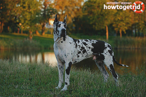 Great Dane color