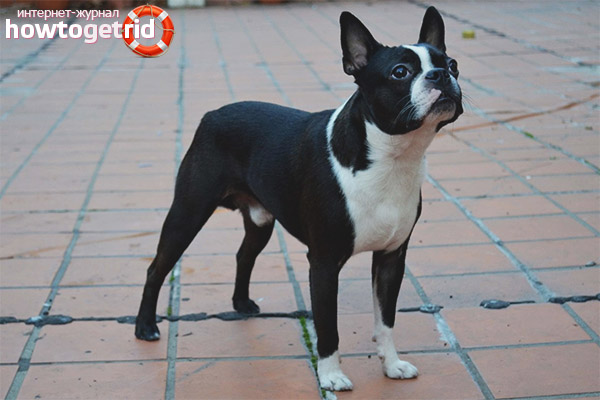 Description de la race Boston Terrier