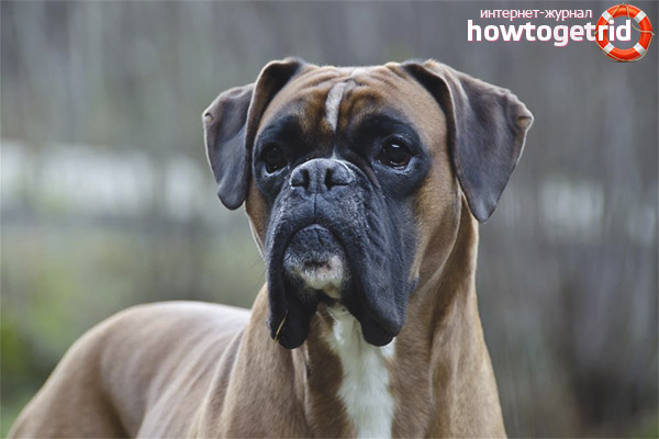 Caractéristiques des boxeurs