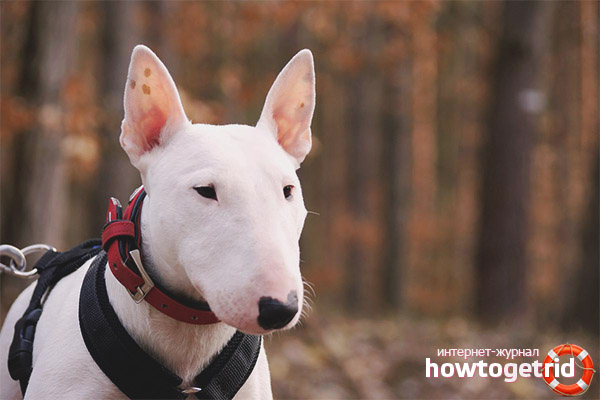 Features of the care and maintenance of the mini-bull terrier