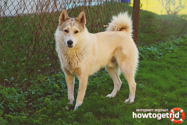 Features of the West Siberian husky