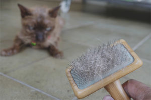 Dandruff in cats and cats