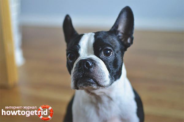 Boston Terrier Nutrition
