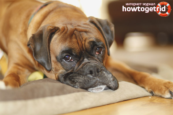 German Boxer Nutrition