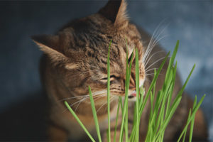 Why and why do cats eat grass