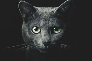 Why do cats glow in the dark