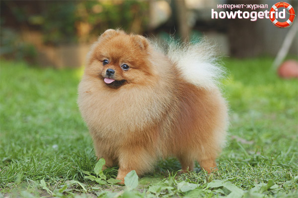 Pomeranian Spitz