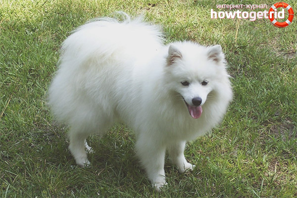 Dog breed American Eskimo Spitz