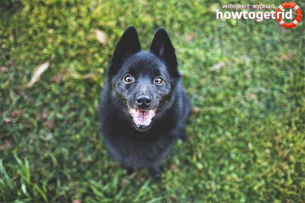Race de chien schipperke