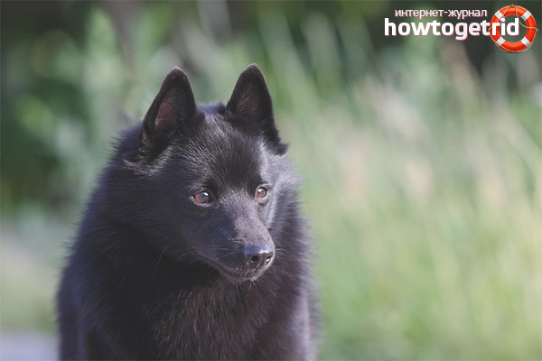 Schipperke