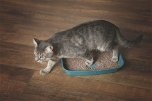 How many times a day should a cat write