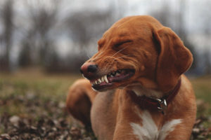 Dog banging teeth