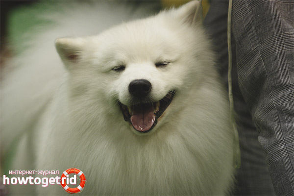 The content of the American Eskimo Spitz