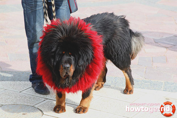 Maintenance and care of Tibetan mastiffs