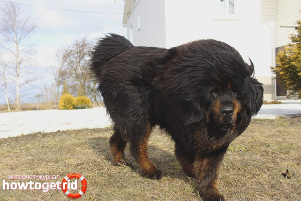 Tibetan mastiff breed standards