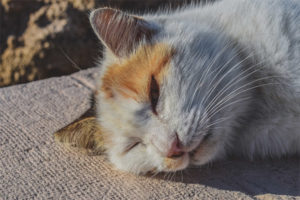 Heat stroke in cats