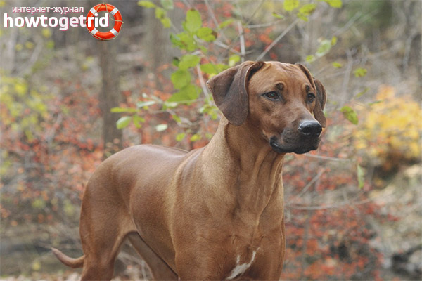 Care and maintenance of the Rhodesian Ridgeback
