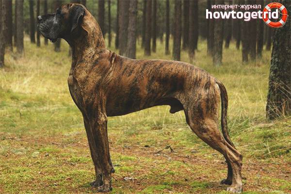 External characteristics of the Great Dane