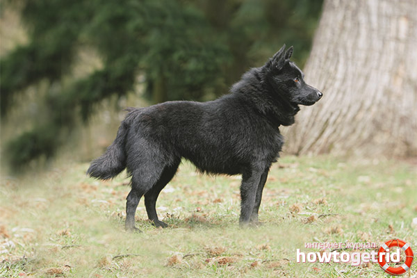 Apparence et physique de Schipperke