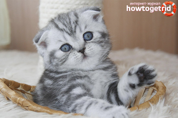 Élever des chatons à plis écossais
