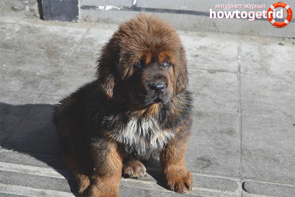 Tibetan mastino education