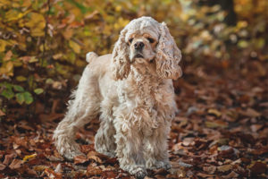 American cocker spaniel