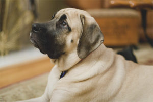 English mastiff