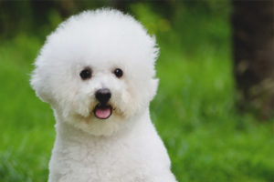 Bichon Frize