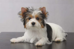 Beaver yorkshire terrier