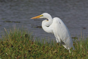 Great White Heron