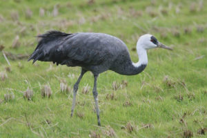 Black crane