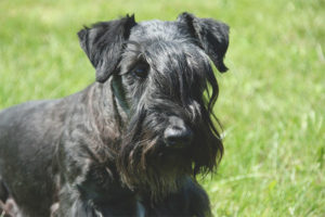 Czech terrier