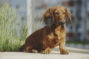 Long haired dachshund