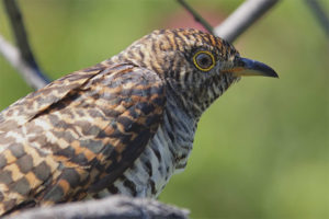 Deaf cuckoo