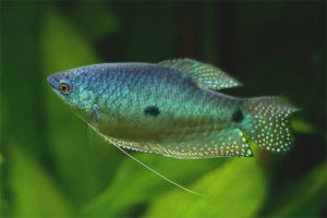 Blue gourami