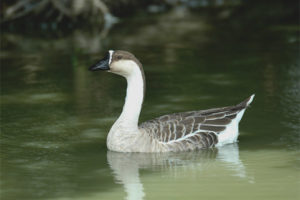 Dry goose