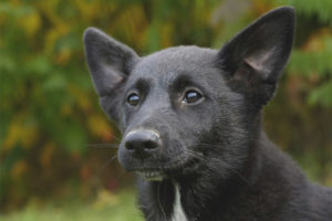 Canaan dog