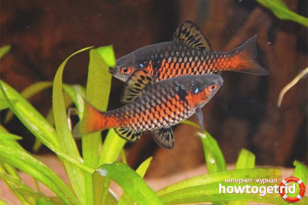 How to arrange conditions for barberries