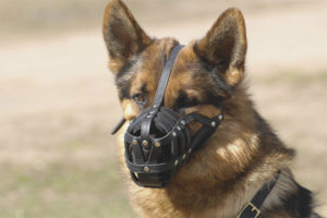 How to choose a dog muzzle