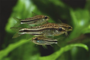 Pygmy Corridora